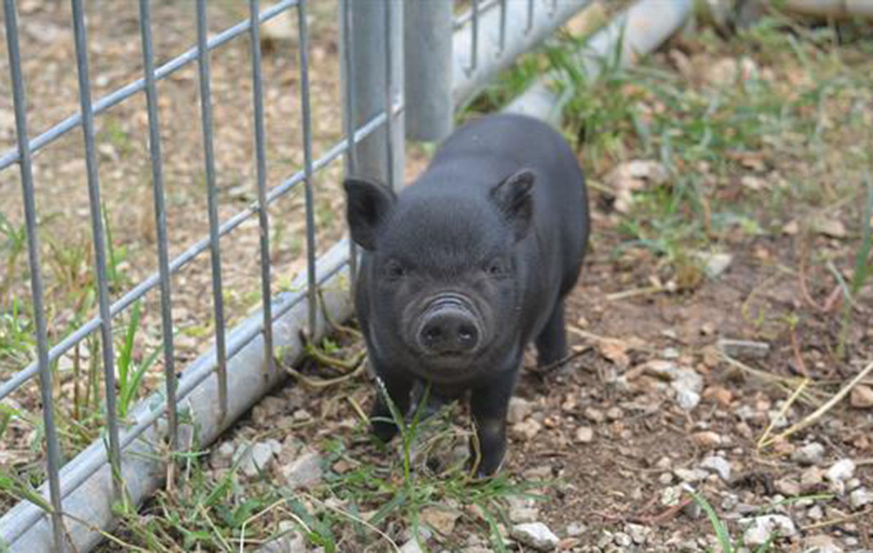 Last week's pet, still available: Rudy Mudpie